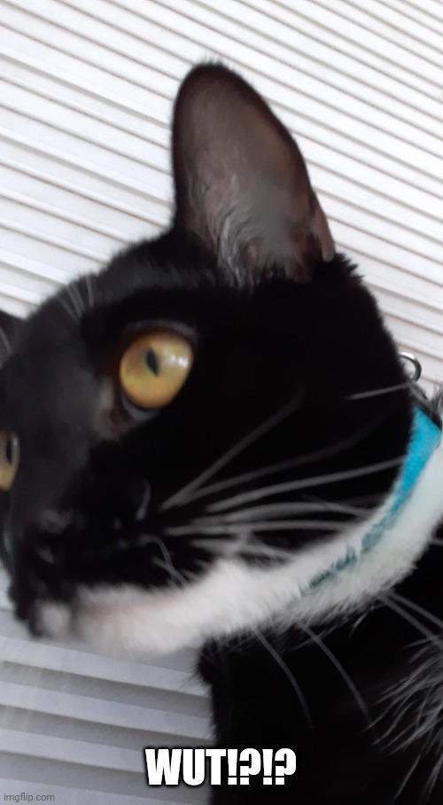 WUT!?!? | image tagged in what catge | made w/ Imgflip meme maker