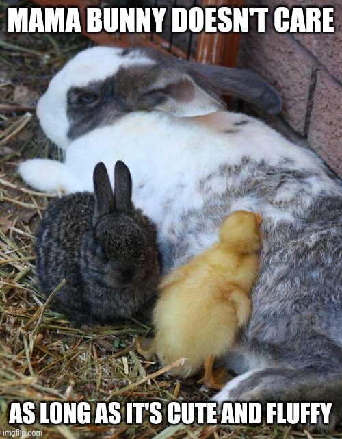DUCKS AND BUNNIES GET ALONG SO WELL | MAMA BUNNY DOESN'T CARE; AS LONG AS IT'S CUTE AND FLUFFY | image tagged in ducks,bunny,duckling | made w/ Imgflip meme maker