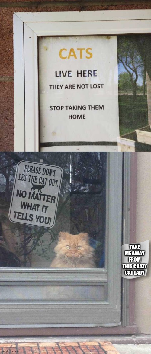 SAVE THE KITTIES | TAKE ME AWAY FROM THIS CRAZY CAT LADY | image tagged in cat no matter,cats,funny cats | made w/ Imgflip meme maker