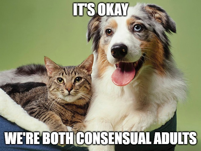Hey it's 2020 | IT'S OKAY; WE'RE BOTH CONSENSUAL ADULTS | image tagged in cats,dogs,memes,fun,funny,2020 | made w/ Imgflip meme maker