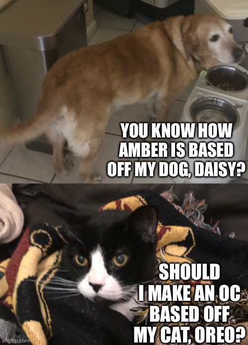 YOU KNOW HOW AMBER IS BASED OFF MY DOG, DAISY? SHOULD I MAKE AN OC BASED OFF MY CAT, OREO? | made w/ Imgflip meme maker