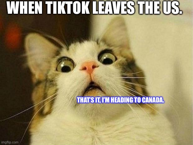 The last resort. | WHEN TIKTOK LEAVES THE US. THAT’S IT, I’M HEADING TO CANADA. | image tagged in memes,scared cat,rip tiktok | made w/ Imgflip meme maker