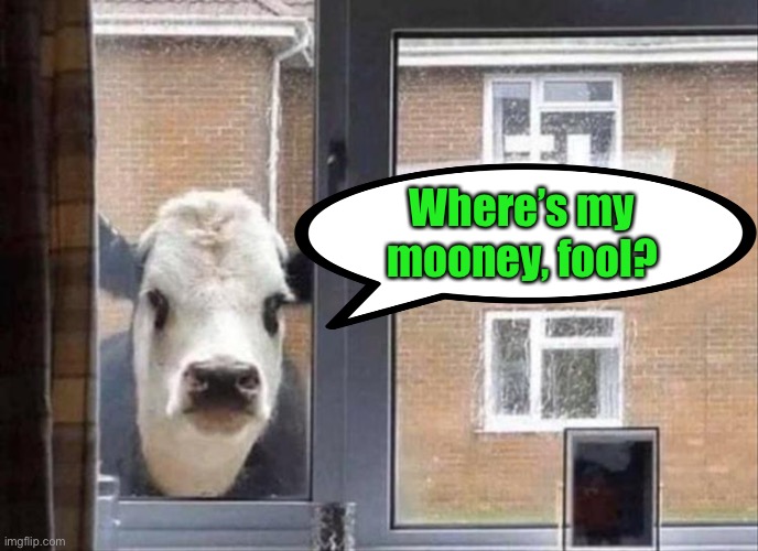 Where’s my mooney, fool? | image tagged in cow,collection,money,memes,funny | made w/ Imgflip meme maker