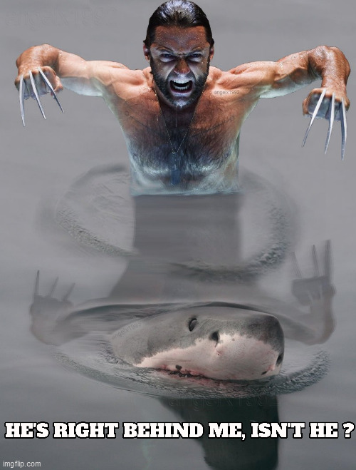 image tagged in wolverine,shark,predator,xmen,marvel comics,great white shark | made w/ Imgflip meme maker