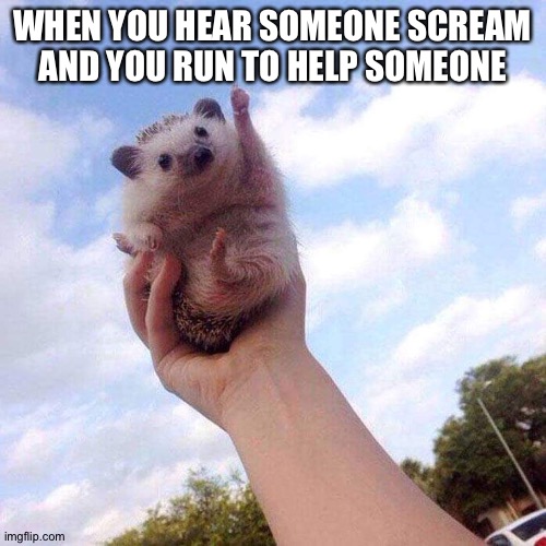Must prevent crime | WHEN YOU HEAR SOMEONE SCREAM AND YOU RUN TO HELP SOMEONE | image tagged in motivational hedgehog is motivational,memes,funny,hedgehogs,hedgehog,bag of fleas | made w/ Imgflip meme maker