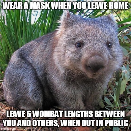 wombat |  WEAR A MASK WHEN YOU LEAVE HOME; LEAVE 6 WOMBAT LENGTHS BETWEEN YOU AND OTHERS, WHEN OUT IN PUBLIC | image tagged in wombat | made w/ Imgflip meme maker