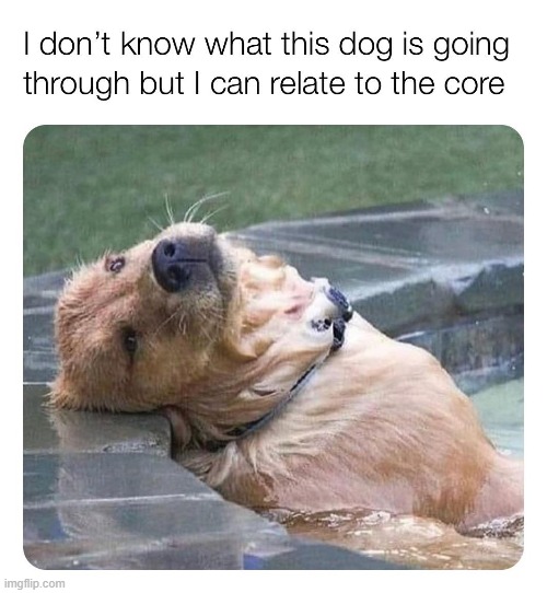 repost lol | image tagged in repost,dogs,dog,funny,same,relate | made w/ Imgflip meme maker
