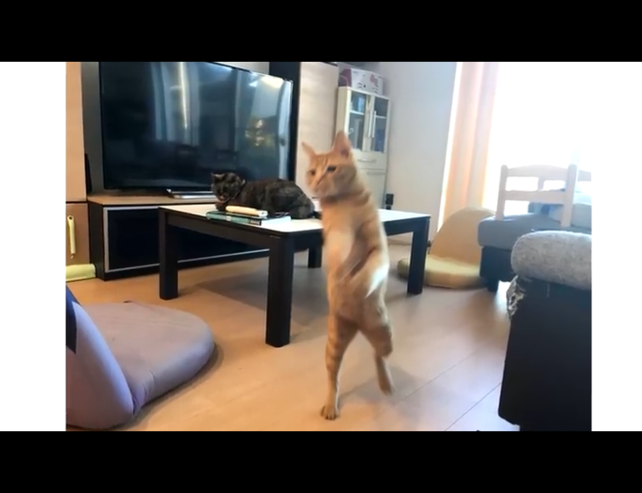 High Quality Cat walk-in Blank Meme Template