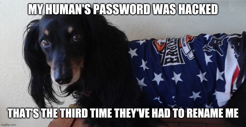 My Human's Password Was Hacked... | image tagged in dogs,jokes,humor,funny,memes,animals | made w/ Imgflip meme maker
