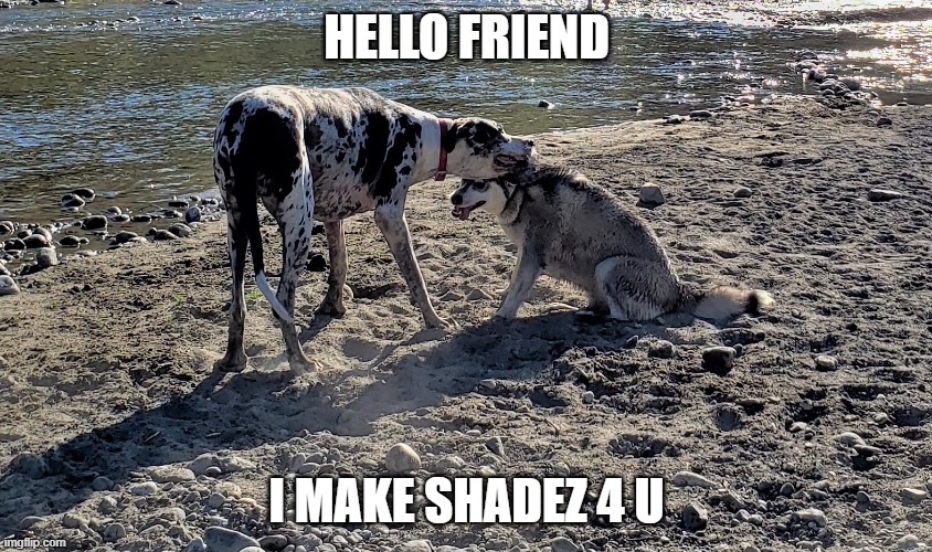 Hawt Dawgs | HELLO FRIEND; I MAKE SHADEZ 4 U | image tagged in funny dogs | made w/ Imgflip meme maker