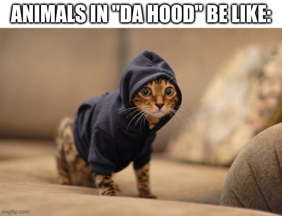 Hoody Cat | ANIMALS IN "DA HOOD" BE LIKE: | image tagged in memes,hoody cat | made w/ Imgflip meme maker
