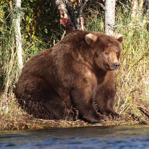 Chonk Bear Blank Meme Template