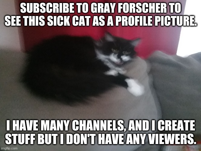 Angery Cat | SUBSCRIBE TO GRAY FORSCHER TO SEE THIS SICK CAT AS A PROFILE PICTURE. I HAVE MANY CHANNELS, AND I CREATE STUFF BUT I DON'T HAVE ANY VIEWERS. | image tagged in angery cat | made w/ Imgflip meme maker