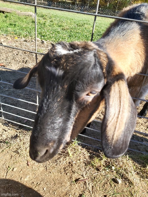 whenever I visit a farm, and I take pictures, animals put their nose to my camera | made w/ Imgflip meme maker