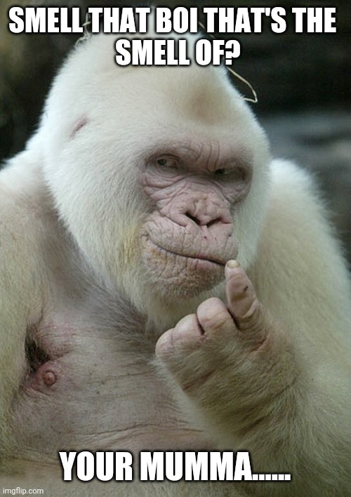 Albino Gorilla | SMELL THAT BOI THAT'S THE 
 SMELL OF? YOUR MUMMA...... | image tagged in albino gorilla | made w/ Imgflip meme maker