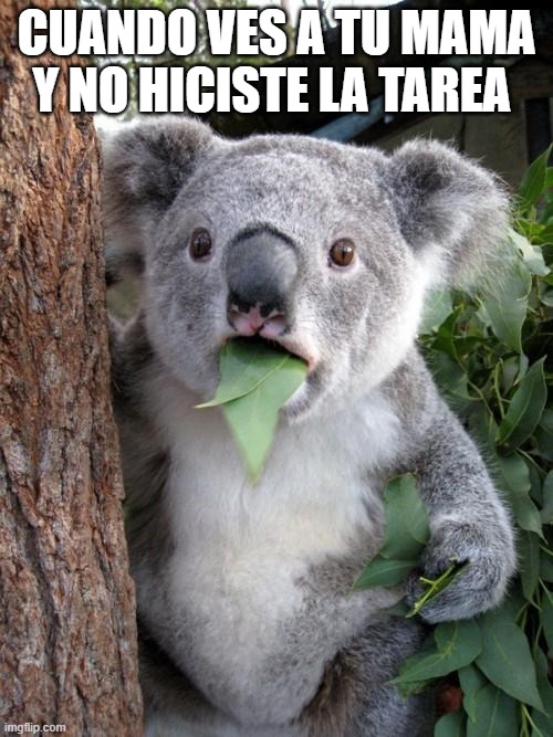 Surprised Koala Meme - Imgflip