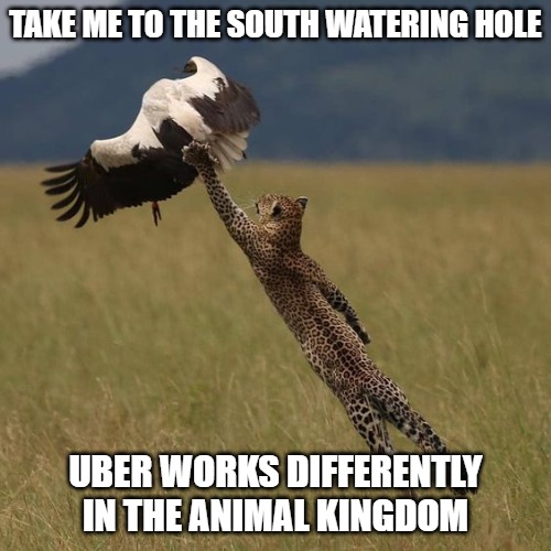 Taxi ride | TAKE ME TO THE SOUTH WATERING HOLE; UBER WORKS DIFFERENTLY IN THE ANIMAL KINGDOM | image tagged in cats,memes,funny,uber,fun,leopard | made w/ Imgflip meme maker
