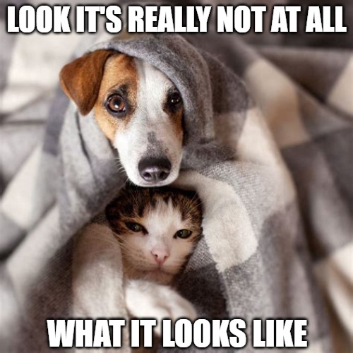 Believe me | LOOK IT'S REALLY NOT AT ALL; WHAT IT LOOKS LIKE | image tagged in cats,dogs,memes,funny,fun,2020 | made w/ Imgflip meme maker