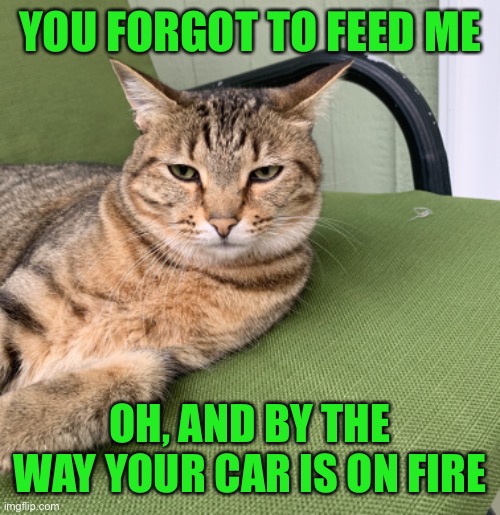 YOU FORGOT TO FEED ME; OH, AND BY THE WAY YOUR CAR IS ON FIRE | image tagged in angry amber,funny,memes,cats,dark humor | made w/ Imgflip meme maker