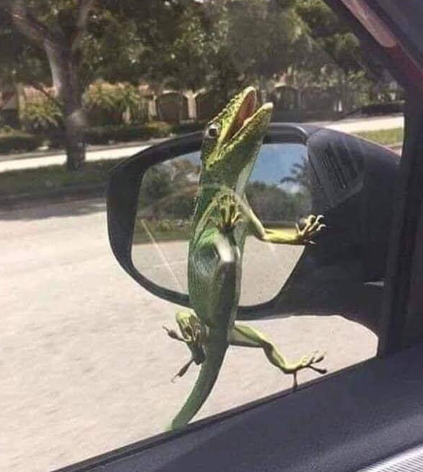 Gecko on window Blank Meme Template