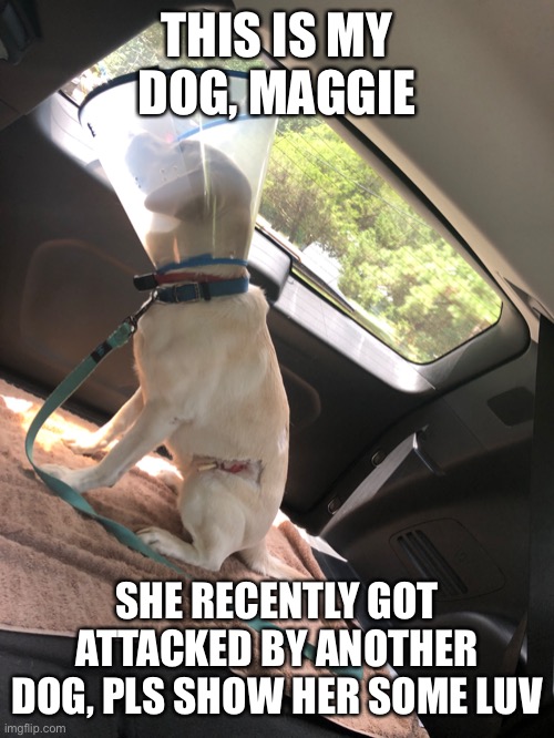 THIS IS MY DOG, MAGGIE; SHE RECENTLY GOT ATTACKED BY ANOTHER DOG, PLS SHOW HER SOME LUV | made w/ Imgflip meme maker
