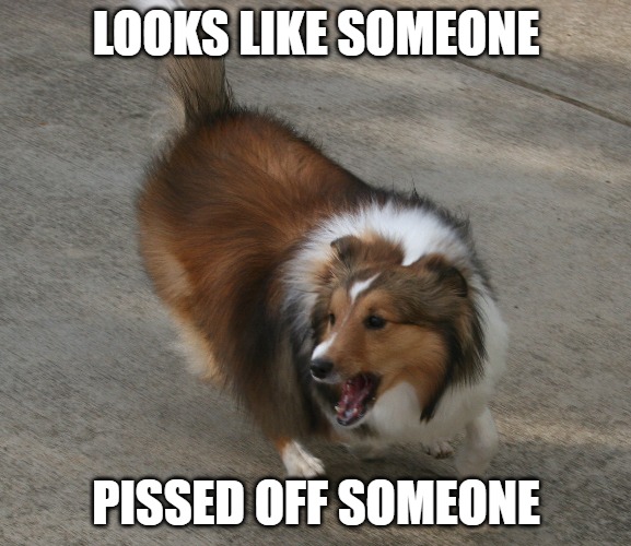 Shelties | LOOKS LIKE SOMEONE; PISSED OFF SOMEONE | image tagged in dogs,memes,funny,fun,funny memes,2020 | made w/ Imgflip meme maker