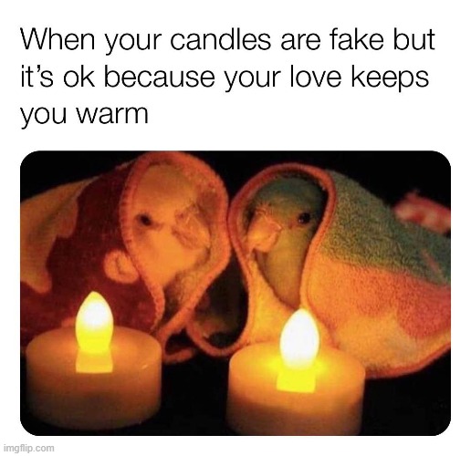 wait a second this is wholesome content (repost) | image tagged in repost,aww,candle,birds,wholesome,love | made w/ Imgflip meme maker