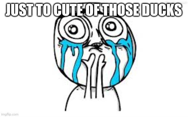 Crying Because Of Cute Meme | JUST TO CUTE OF THOSE DUCKS | image tagged in memes,crying because of cute | made w/ Imgflip meme maker