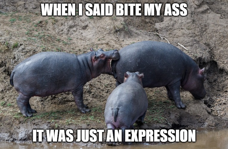 Some people | WHEN I SAID BITE MY ASS; IT WAS JUST AN EXPRESSION | image tagged in hippos,fun,funny,memes,funny memes,2020 | made w/ Imgflip meme maker