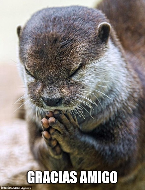 Thank you Lord Otter | GRACIAS AMIGO | image tagged in thank you lord otter | made w/ Imgflip meme maker