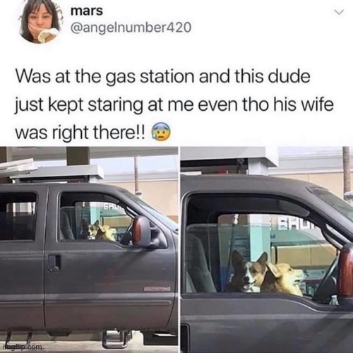 haah (repost) | image tagged in repost,dogs,funny dogs,funny dog,reposts are awesome,cute dogs | made w/ Imgflip meme maker