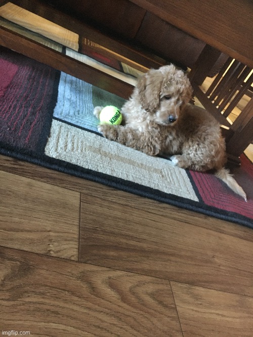 Grandparents new dog | image tagged in dog | made w/ Imgflip meme maker