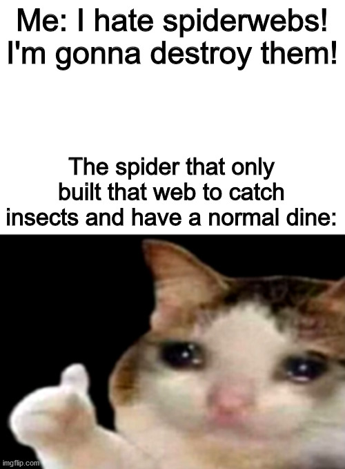 Sad cat thumbs up white spacing | Me: I hate spiderwebs! I'm gonna destroy them! The spider that only built that web to catch insects and have a normal dine: | image tagged in sad cat thumbs up white spacing,spiders,memes | made w/ Imgflip meme maker