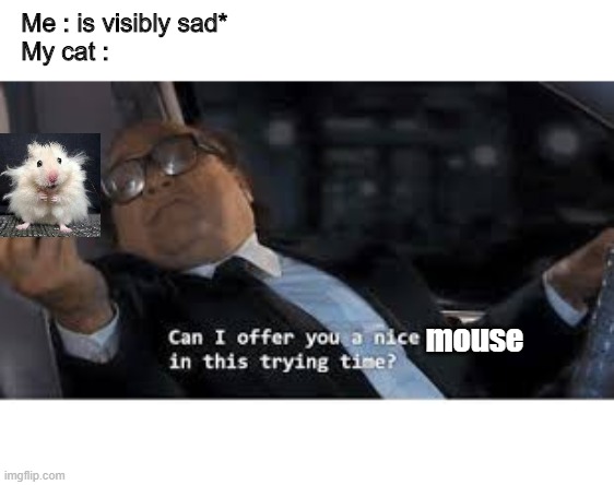 You wanted a mouse right? | Me : is visibly sad*                                                    
My cat :; mouse | image tagged in cats,memes,mouse | made w/ Imgflip meme maker