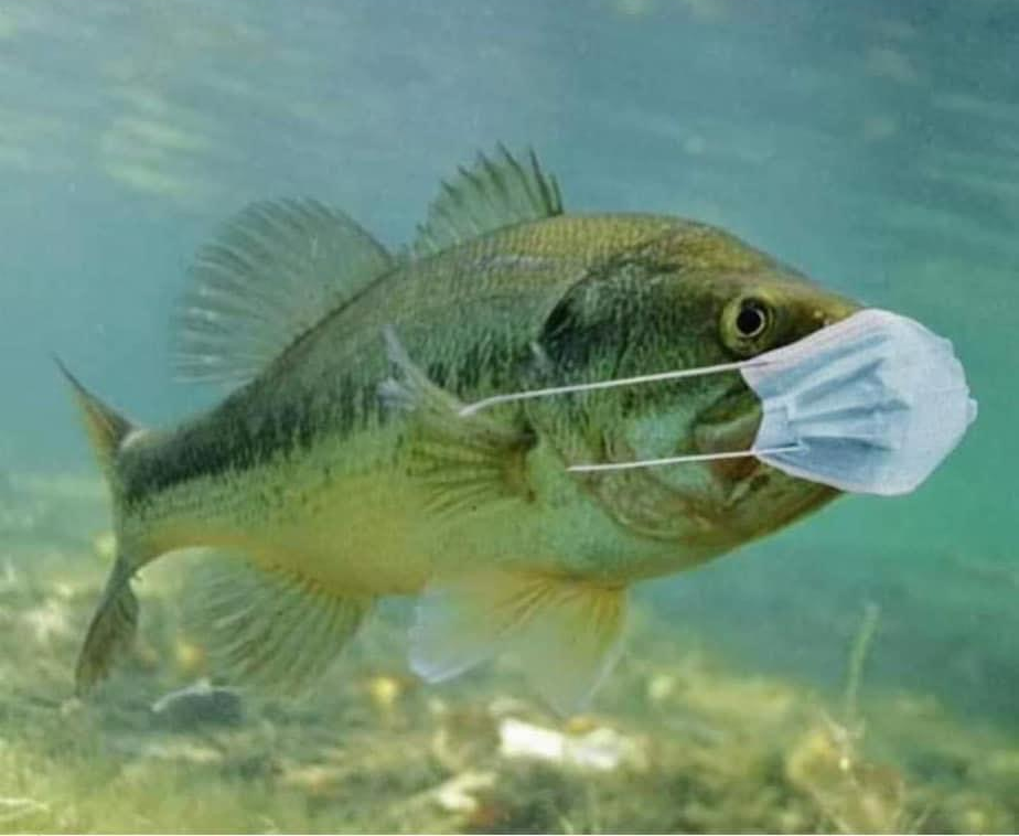 High Quality Fish Wearing Mask Blank Meme Template