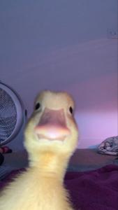 High Quality Duckling Bruh Blank Meme Template
