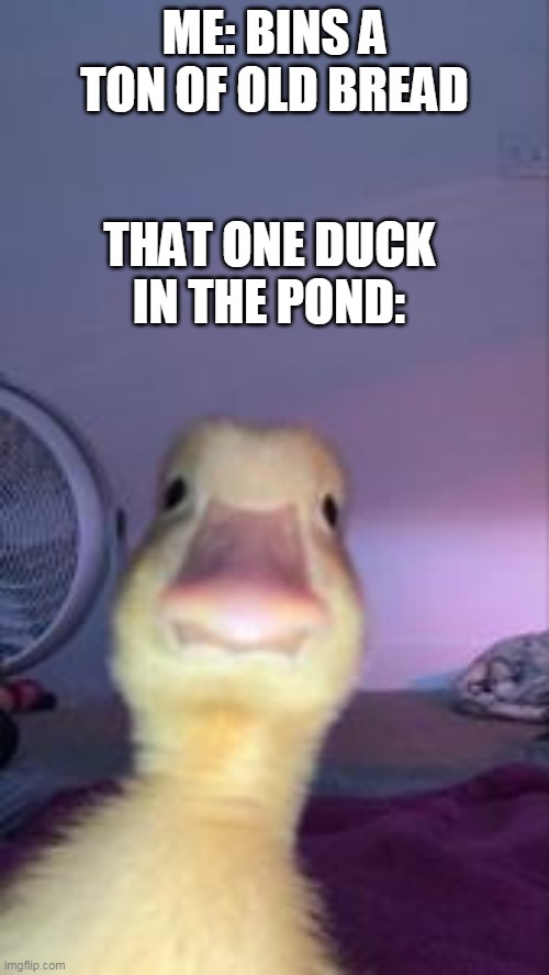 Duckling Bruh | ME: BINS A TON OF OLD BREAD; THAT ONE DUCK IN THE POND: | image tagged in duckling bruh | made w/ Imgflip meme maker