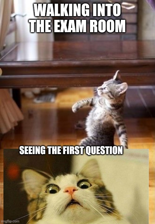 Cool Cat Stroll Meme | WALKING INTO THE EXAM ROOM; SEEING THE FIRST QUESTION | image tagged in memes,cool cat stroll | made w/ Imgflip meme maker