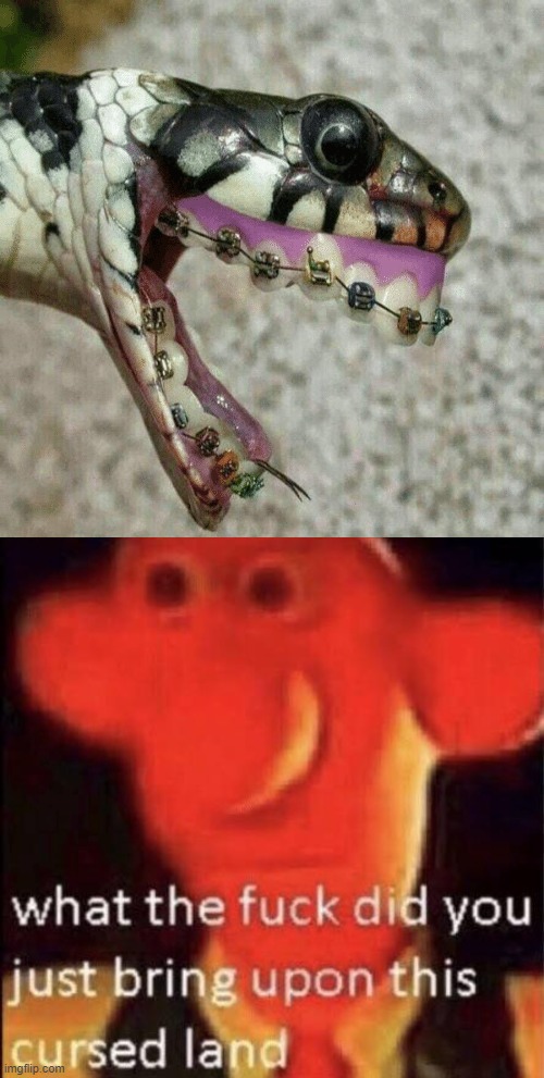 cursed snake | image tagged in wallace cursed land,wtf,cursed image,cursed,curse,snake | made w/ Imgflip meme maker