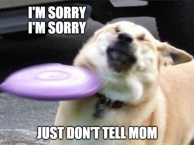 Dog hit by frisbee | I'M SORRY
I'M SORRY; JUST DON'T TELL MOM | image tagged in dog hit by frisbee | made w/ Imgflip meme maker