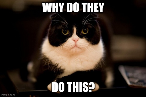 Upset cat | WHY DO THEY DO THIS? | image tagged in upset cat | made w/ Imgflip meme maker