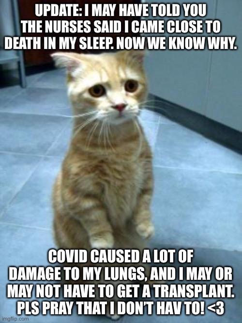 begging cat | UPDATE: I MAY HAVE TOLD YOU THE NURSES SAID I CAME CLOSE TO DEATH IN MY SLEEP. NOW WE KNOW WHY. COVID CAUSED A LOT OF DAMAGE TO MY LUNGS, AND I MAY OR MAY NOT HAVE TO GET A TRANSPLANT. PLS PRAY THAT I DON’T HAV TO! <3 | image tagged in begging cat | made w/ Imgflip meme maker