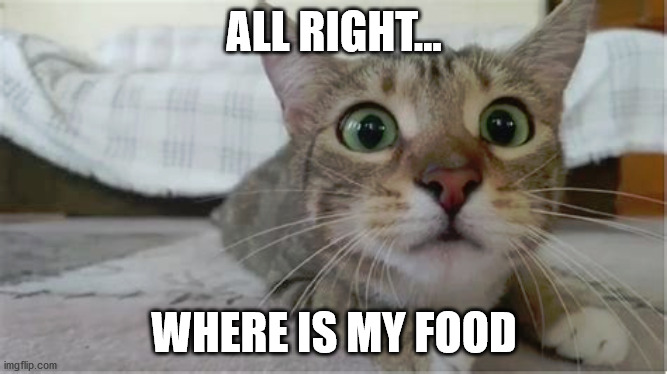 ALL RIGHT... WHERE IS MY FOOD | image tagged in cats | made w/ Imgflip meme maker