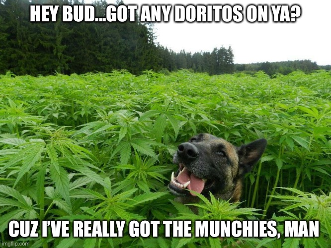 Taco Doritos really hit the spot | HEY BUD...GOT ANY DORITOS ON YA? CUZ I’VE REALLY GOT THE MUNCHIES, MAN | image tagged in german shepherd,dogs,memes,cannabis,marijuana,doritos | made w/ Imgflip meme maker
