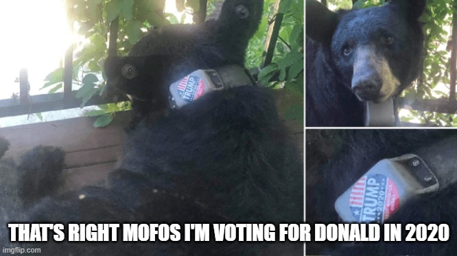trump bear | THAT'S RIGHT MOFOS I'M VOTING FOR DONALD IN 2020 | image tagged in trump bear | made w/ Imgflip meme maker