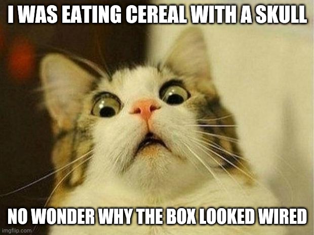 Scared Cat Meme | I WAS EATING CEREAL WITH A SKULL NO WONDER WHY THE BOX LOOKED WIRED | image tagged in memes,scared cat | made w/ Imgflip meme maker