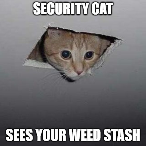Look up | SECURITY CAT; SEES YOUR WEED STASH | image tagged in memes,ceiling cat,weed,fun,funny,2020 | made w/ Imgflip meme maker