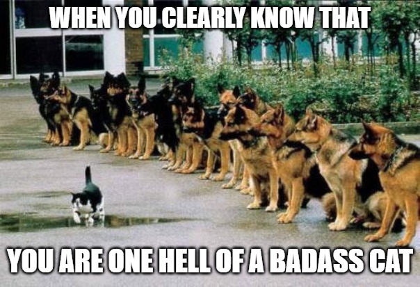 It's quite a feat | WHEN YOU CLEARLY KNOW THAT; YOU ARE ONE HELL OF A BADASS CAT | image tagged in cats,dogs,memes,fun,funny,2020 | made w/ Imgflip meme maker