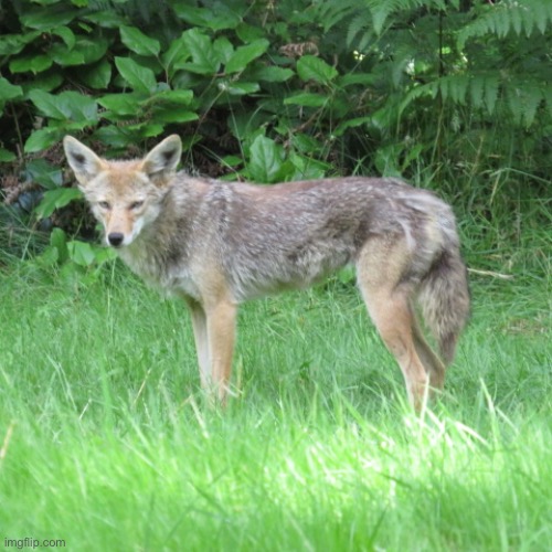 A coyote! I was walking next to a lake known for waterfowl, eagles, etc Keep in mind this park isn’t really in the woods. Then t | made w/ Imgflip meme maker