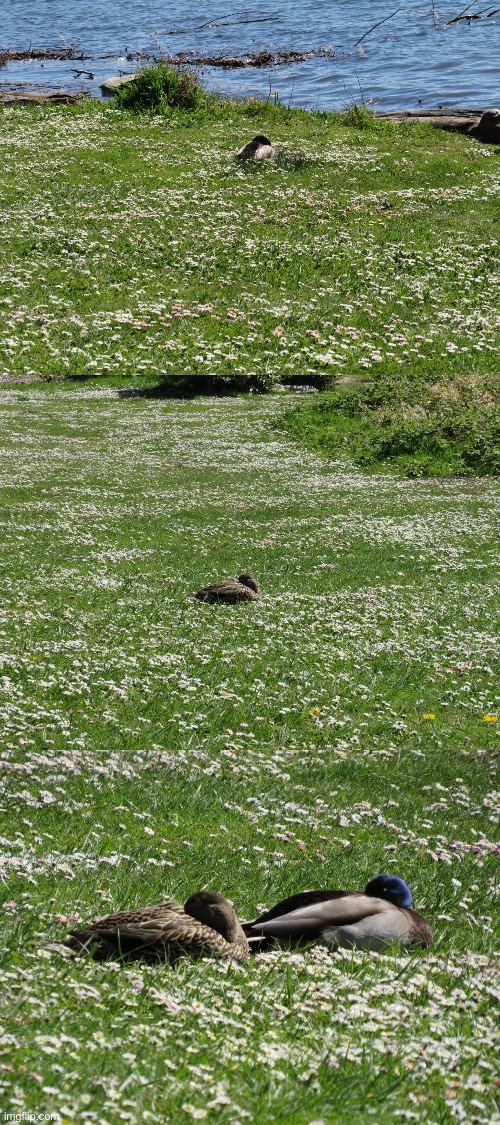 These ducks where sleeping and I looked away for a minute and the male duck (Green head) moved so he could snuggle with the fema | made w/ Imgflip meme maker